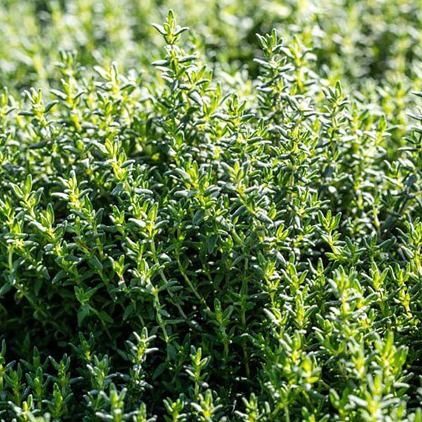 French Thyme – Team Grow