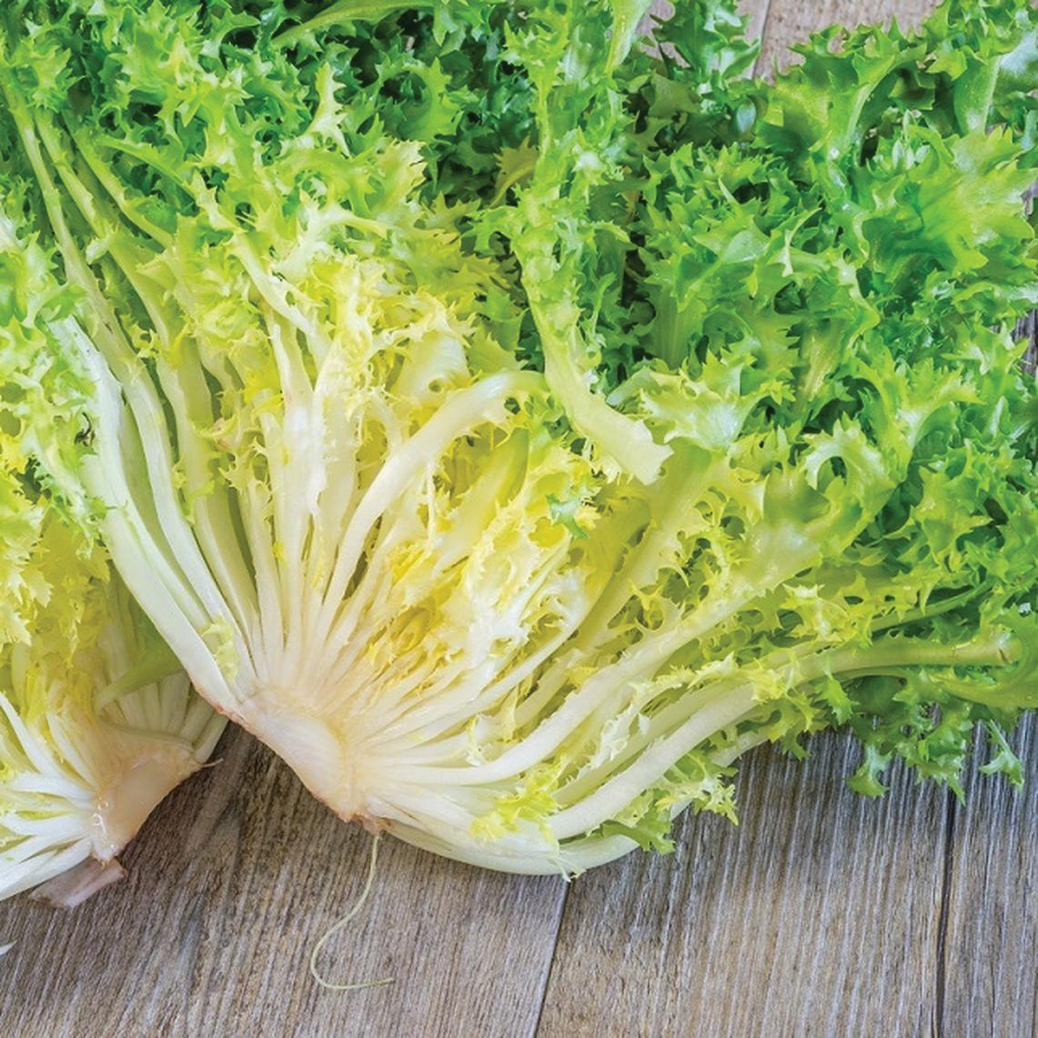 Frisee Endive - Team Grow