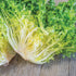 Frisee Endive - Team Grow