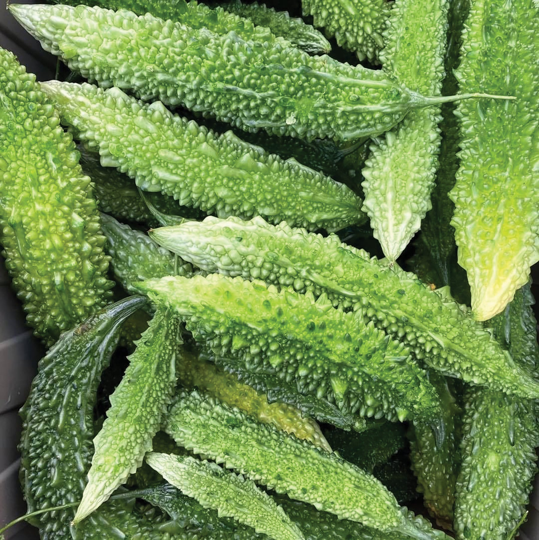 Futo Spindle Bitter Melon - Team Grow