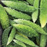 Futo Spindle Bitter Melon - Team Grow