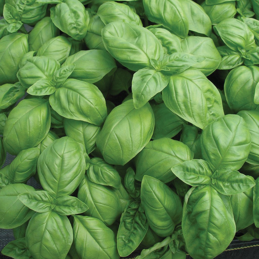 Genovese Basil - Team Grow