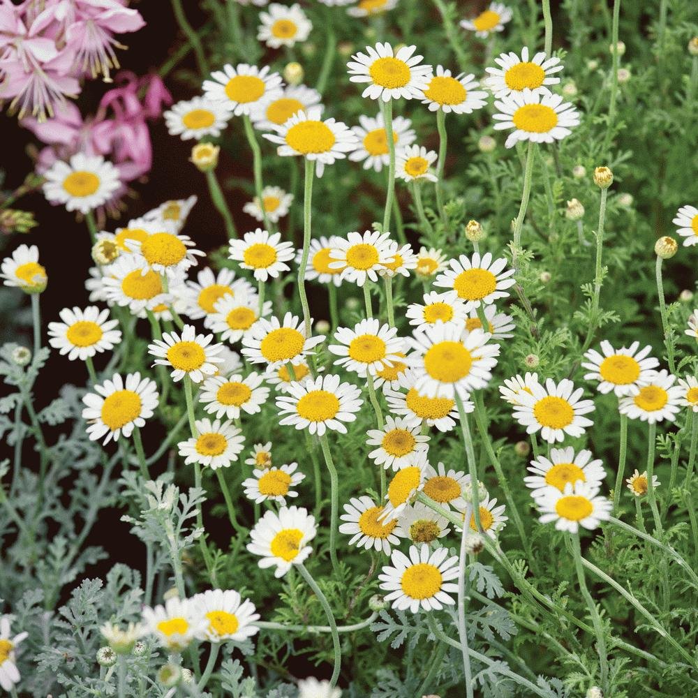 German Chamomile - Team Grow