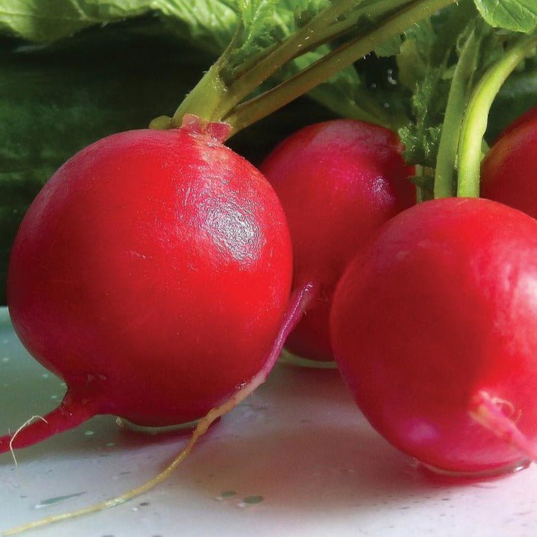 German Giant Radish - Team Grow