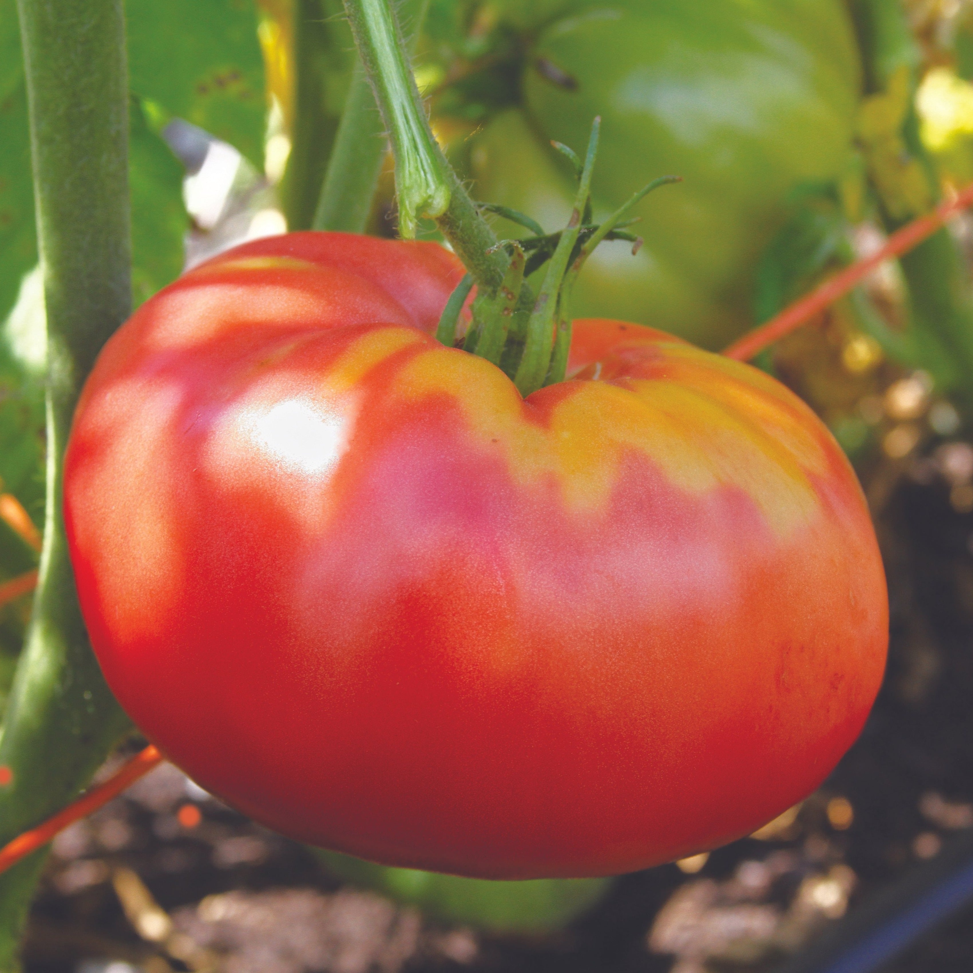 German Pink Tomato - Team Grow