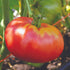 German Pink Tomato - Team Grow