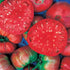 Giant Belgium Tomato - Team Grow