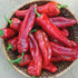 Giant Marconi Pepper - Team Grow