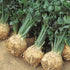 Giant Prague Celeriac - Team Grow