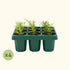 Giga Seedling Trays - Team Grow