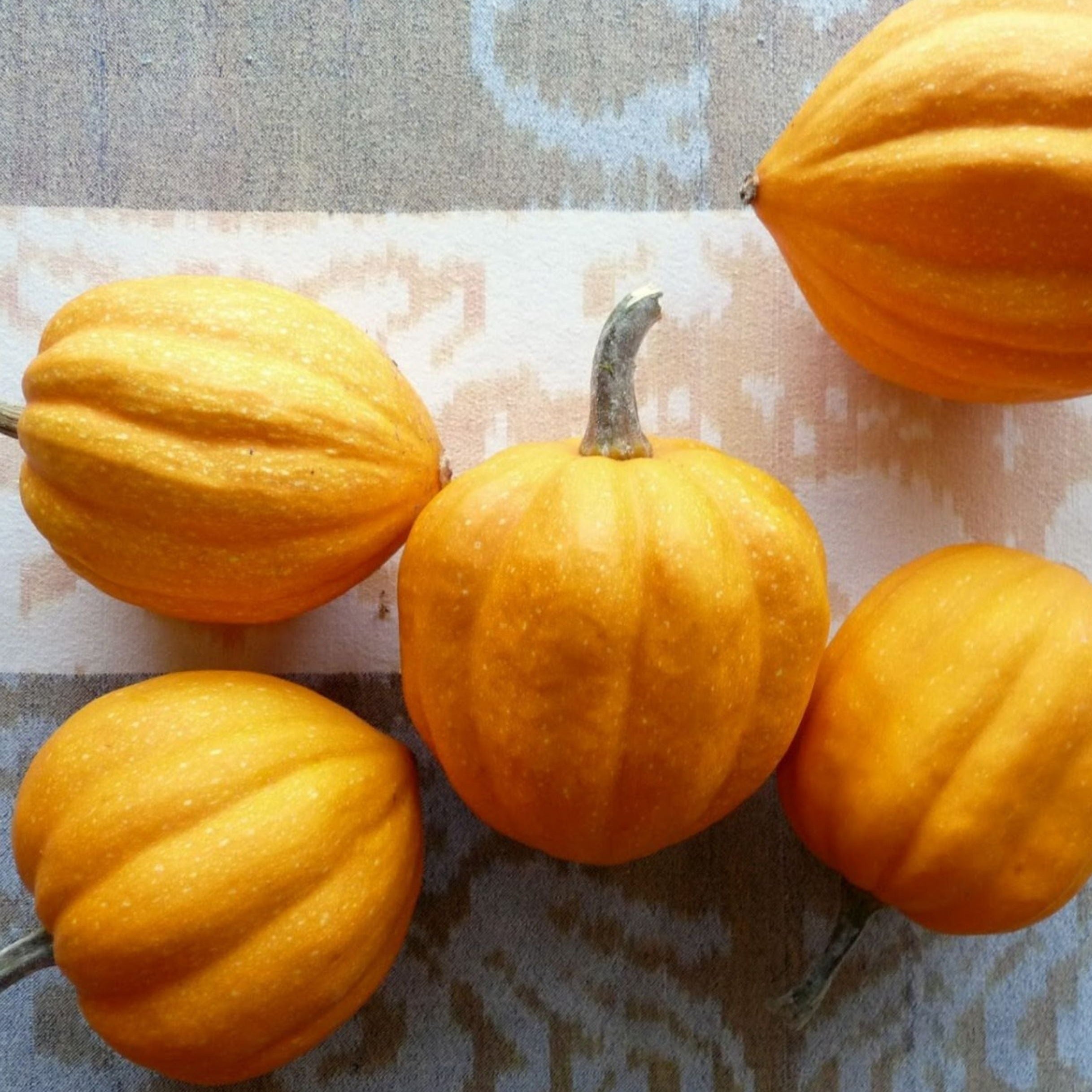 Gill's Golden Pippin Squash - Team Grow
