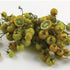 Gobstopper Tomato - Team Grow