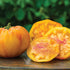 Gold Medal Tomato - Team Grow