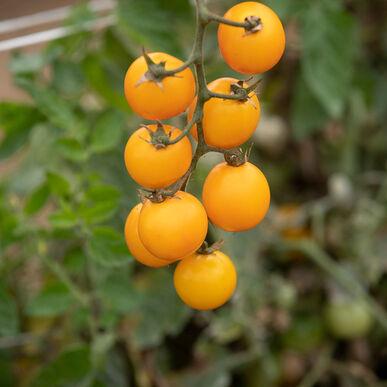 Gold Nuggets Tomato - Team Grow