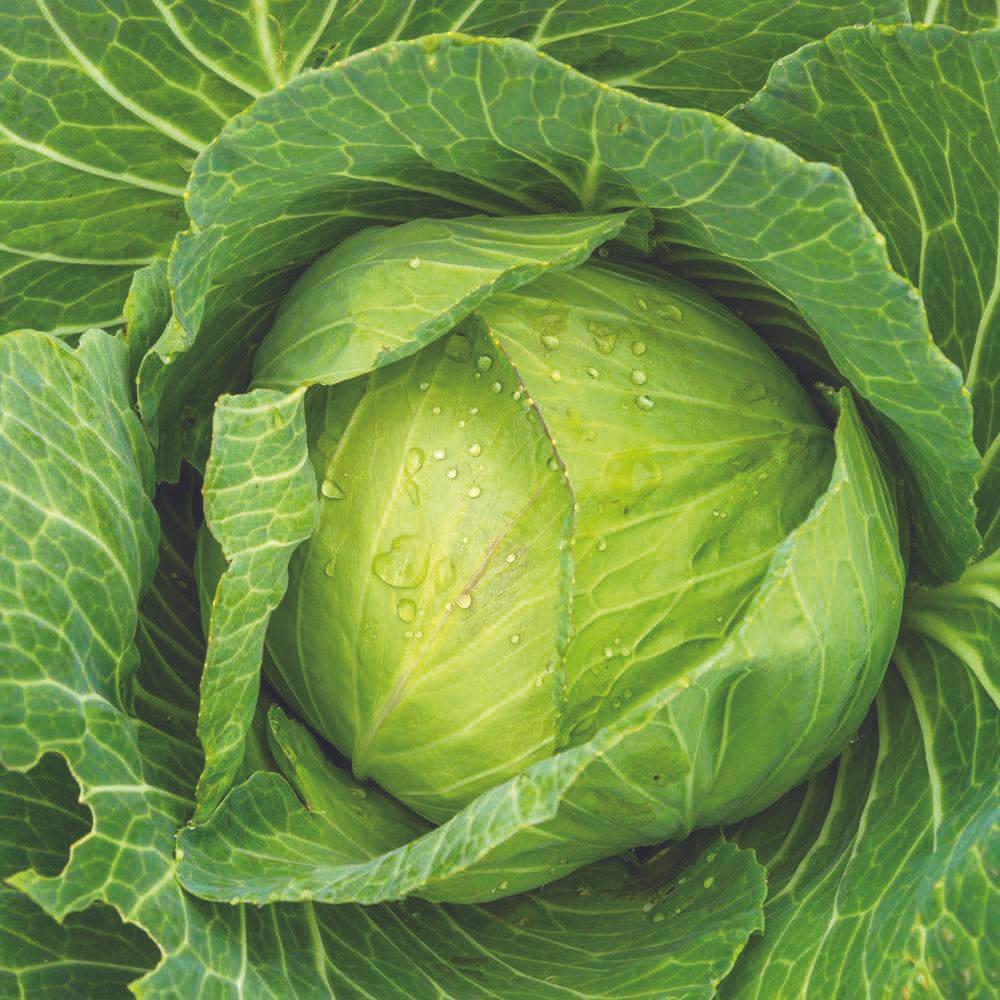 Golden Acre Cabbage - Team Grow
