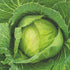 Golden Acre Cabbage - Team Grow
