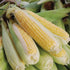 Golden Bantam 12 Corn - Team Grow