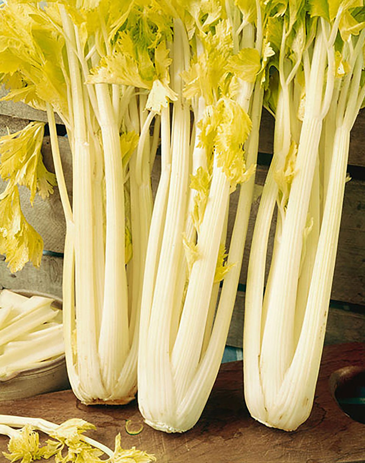 Golden Boy Celery - Team Grow