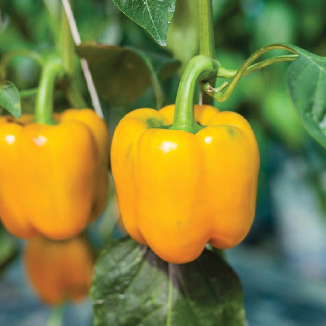 Golden Cal Wonder Bell Pepper - Team Grow