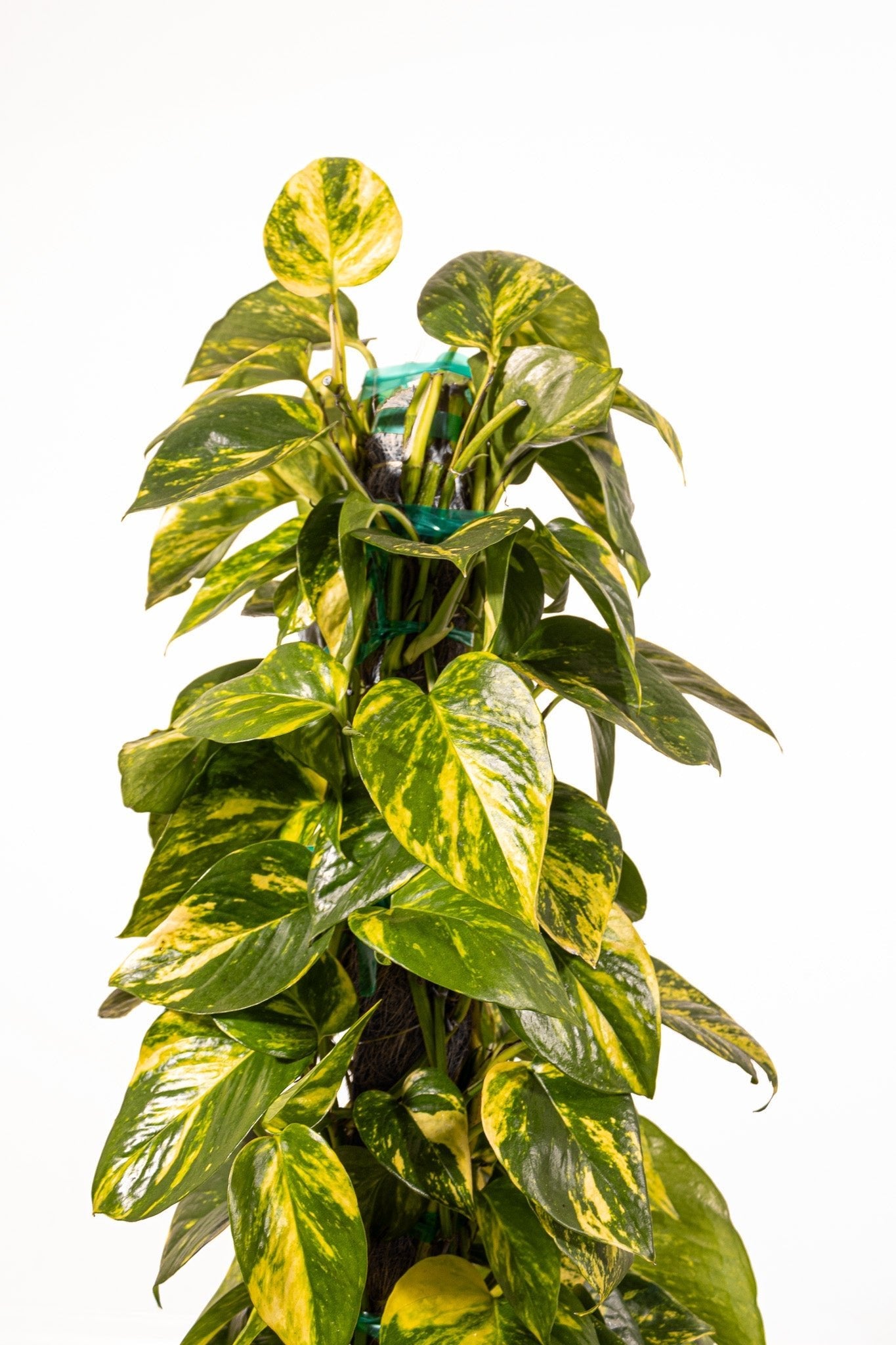 Golden Pothos Totem - Team Grow