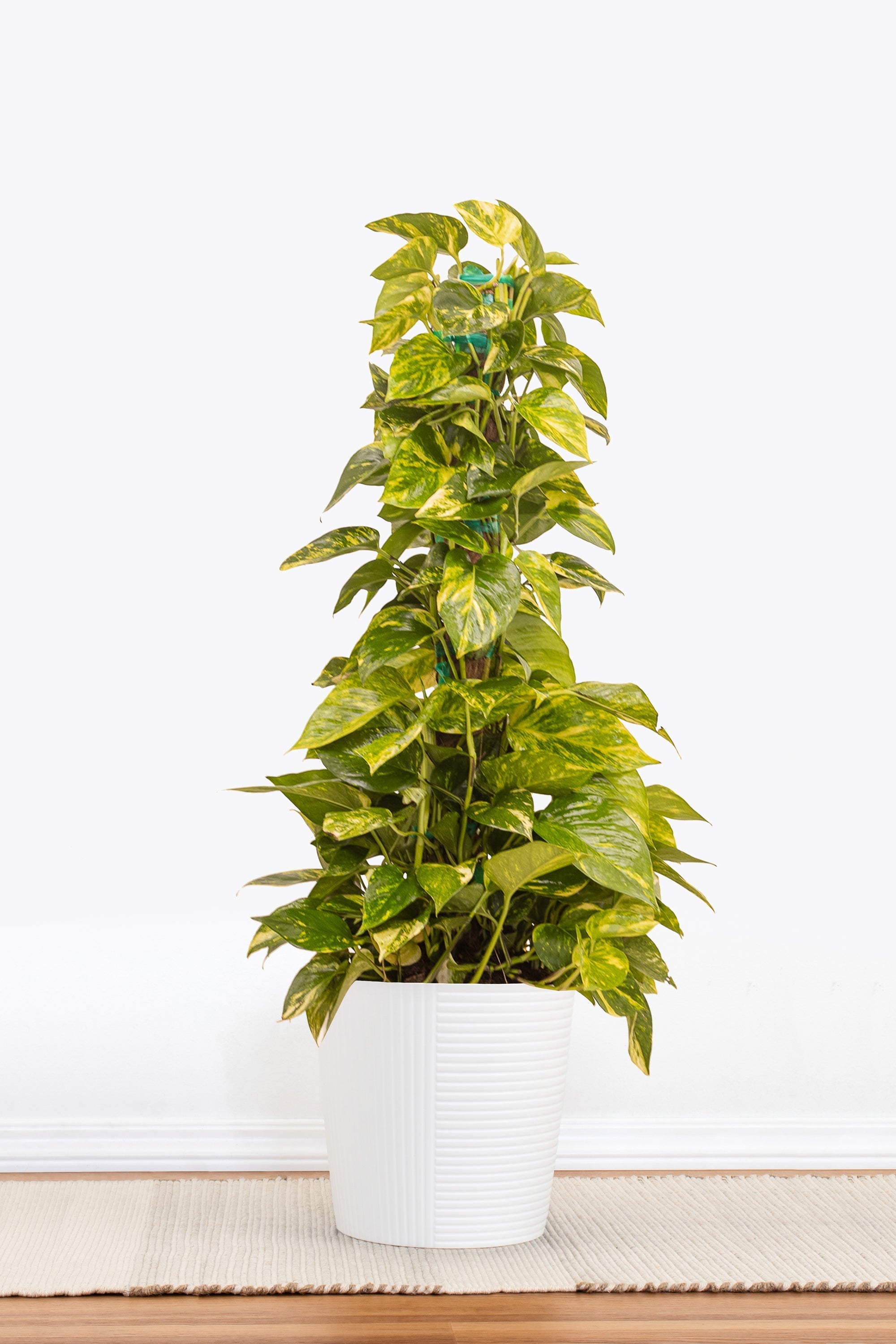b and q plants indoor Golden Pothos Totem – Team Grow