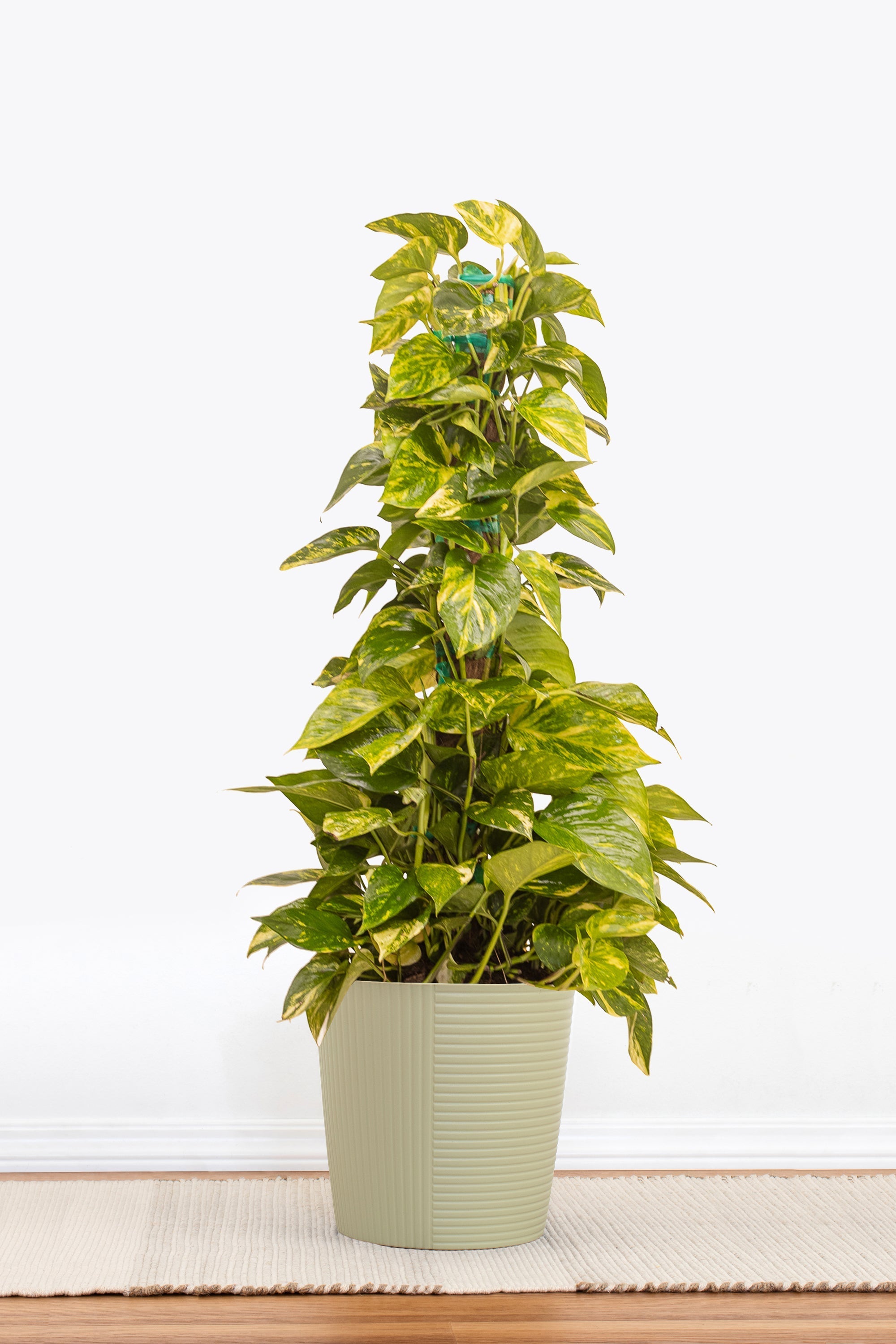 where to buy golden pothos Golden Pothos Totem – Team Grow
