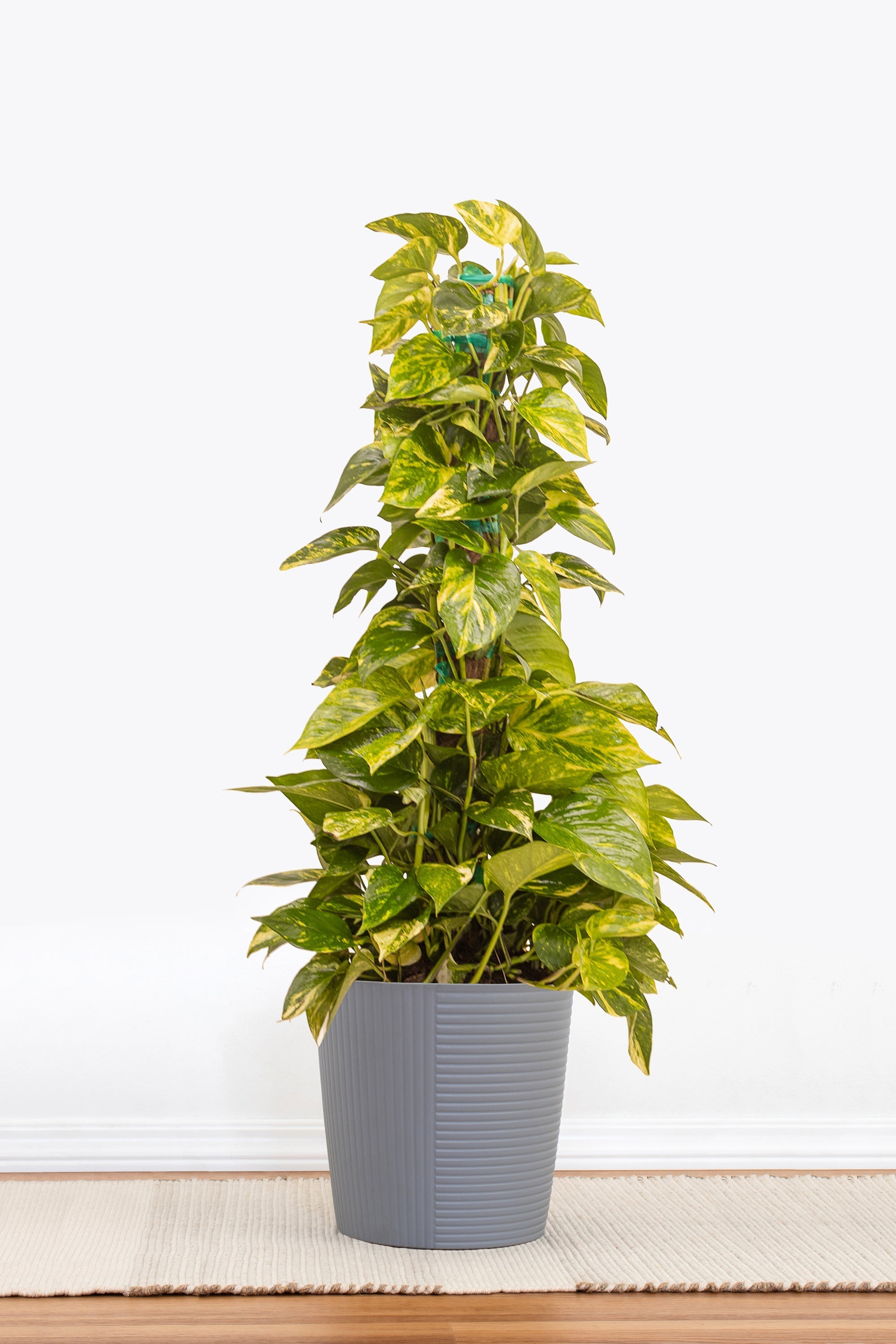 pothos doré Golden Pothos Totem – Team Grow