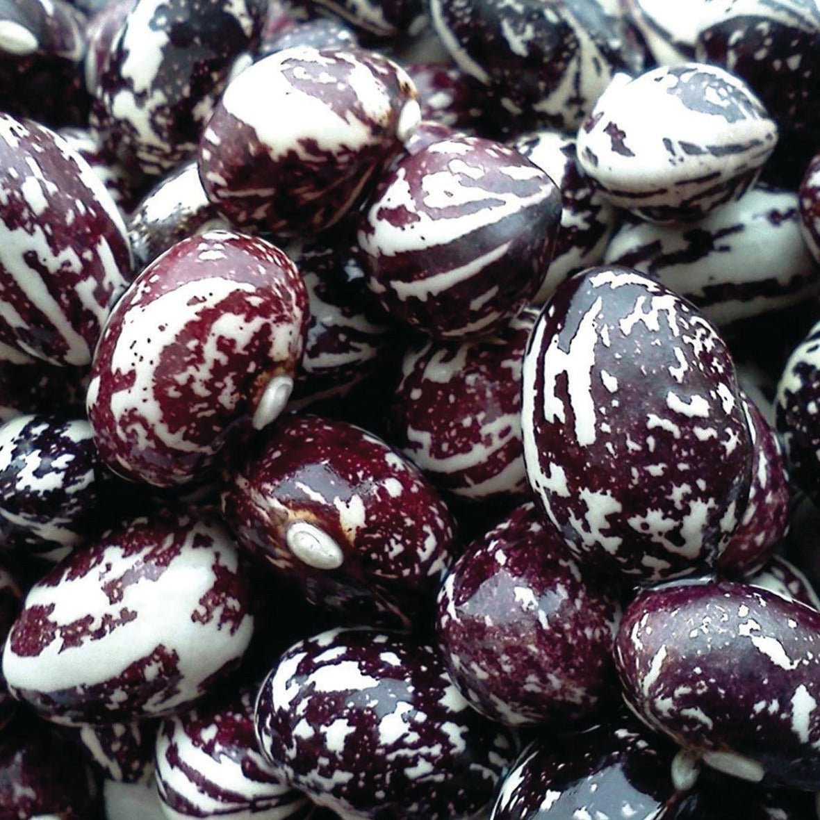 Good Mother Stallard Bean (Pole) - Team Grow