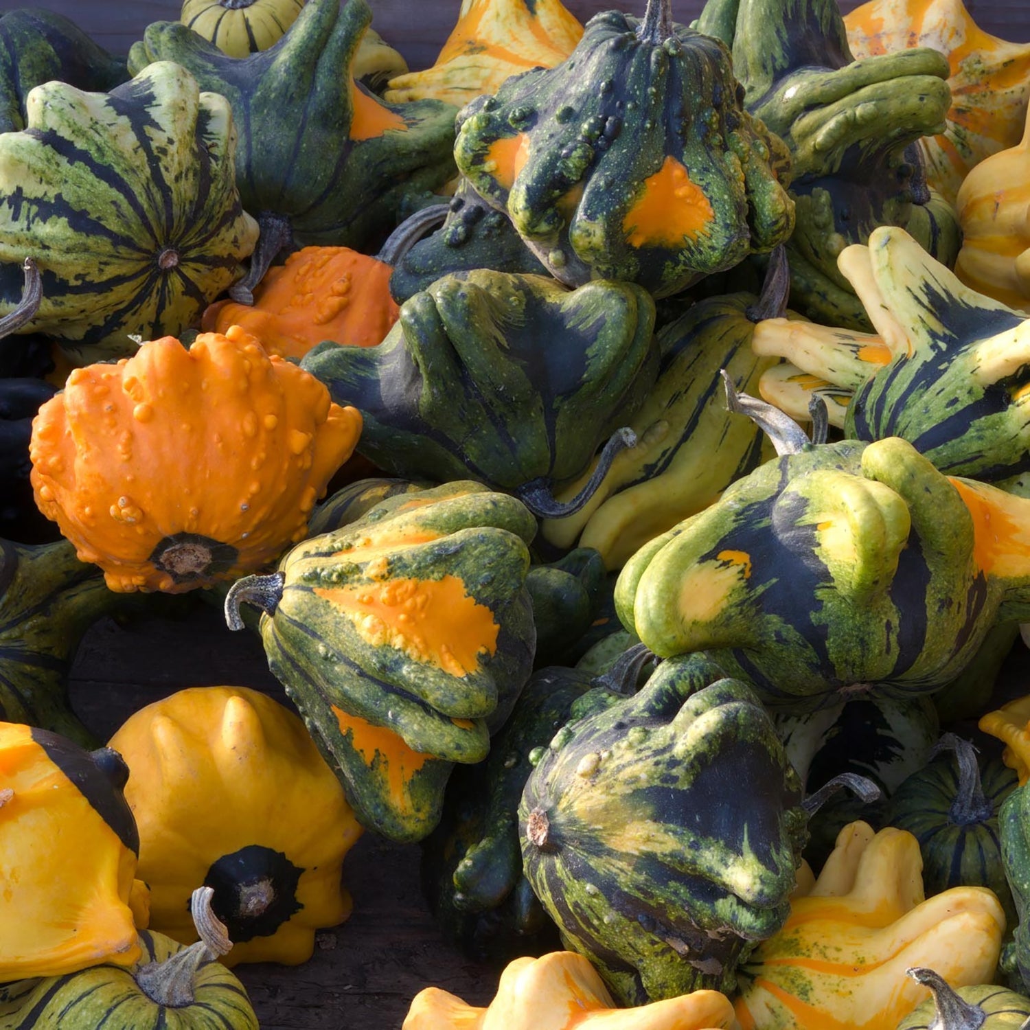 Crown of Thorns Shenot Gourd