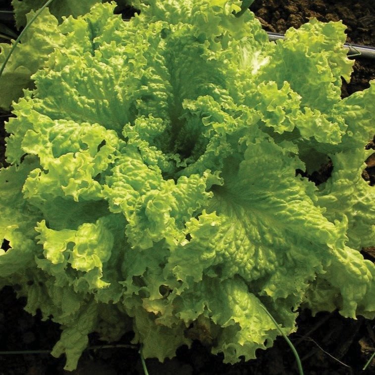 Grand Rapids Leaf Lettuce - Team Grow