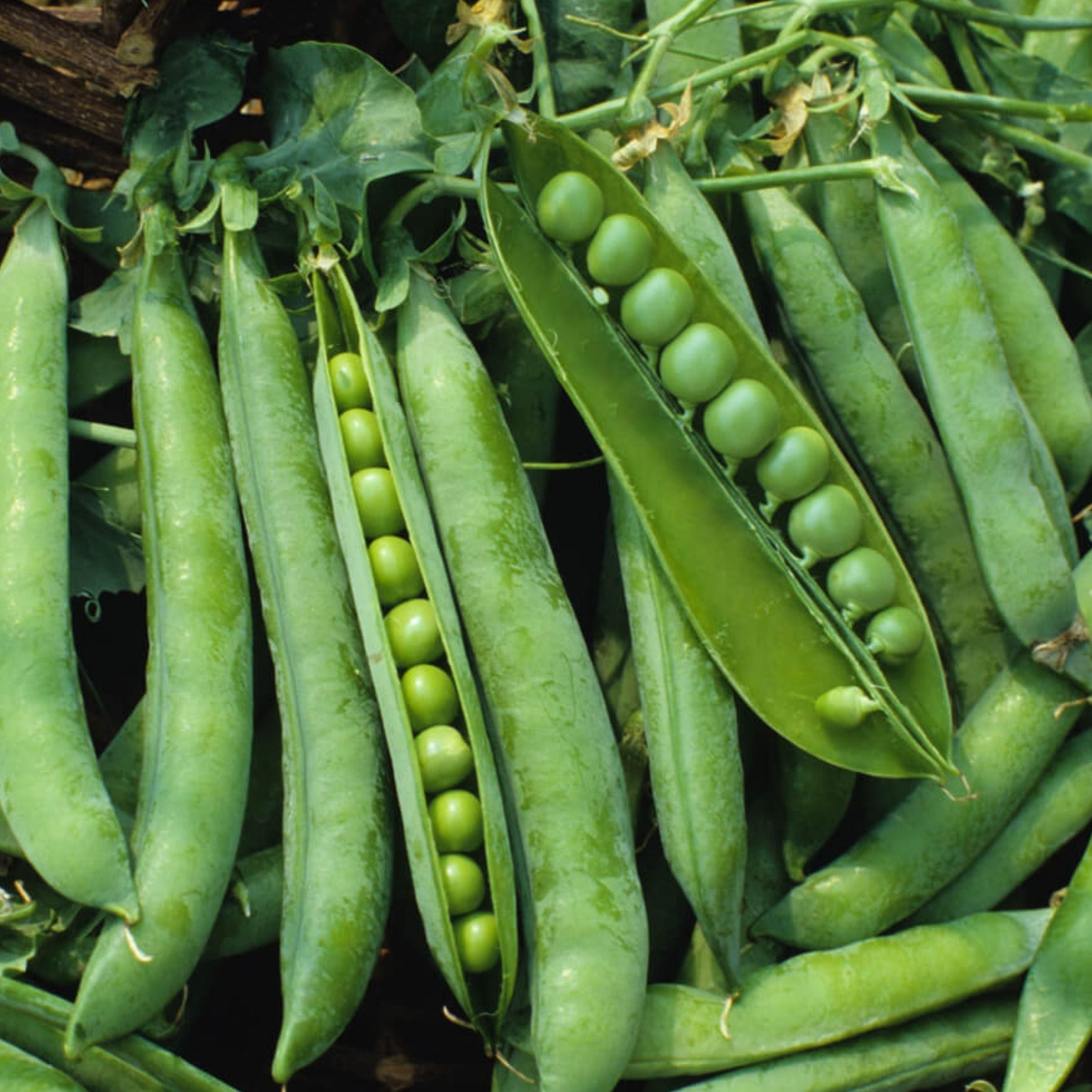 Green Arrow Pea - Team Grow