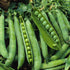 Green Arrow Pea - Team Grow