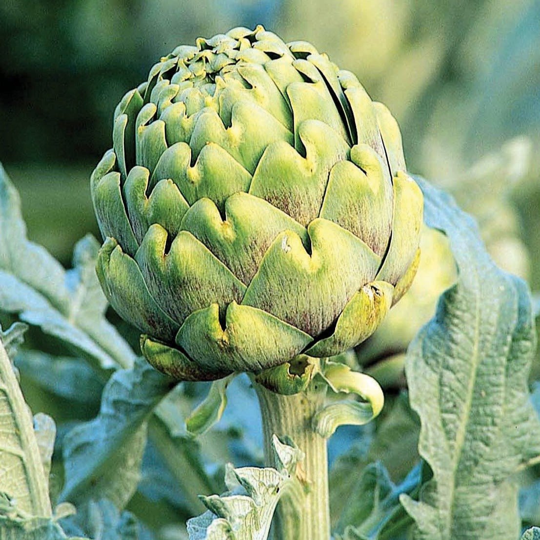 Green Globe Artichoke - Team Grow