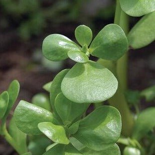 Green Purslane - Team Grow