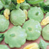 Green Scallop Bennings Squash - Team Grow