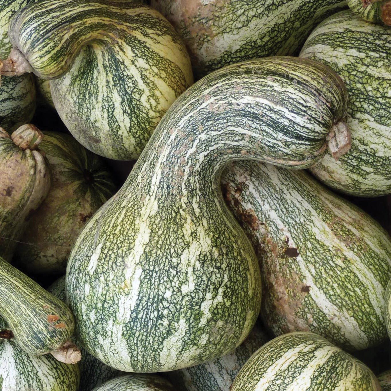 Green Stripe Cushaw Squash - Team Grow