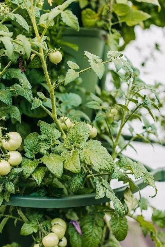 GreenStalk Garden Plant Support (Set of 3) - Team Grow