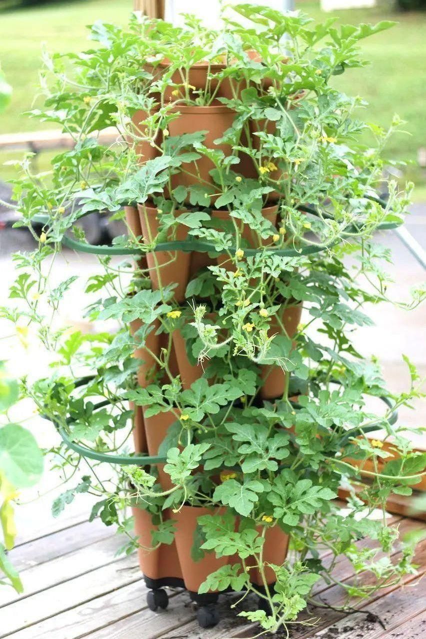 GreenStalk Garden Plant Support (Set of 3) - Team Grow