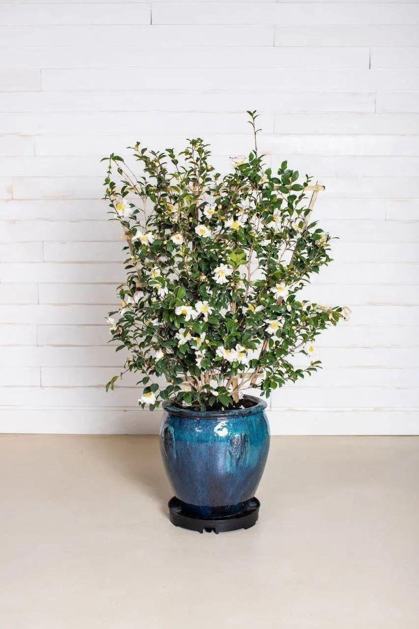 GreenStalk Garden Ultimate Spinner Base Only - Team Grow