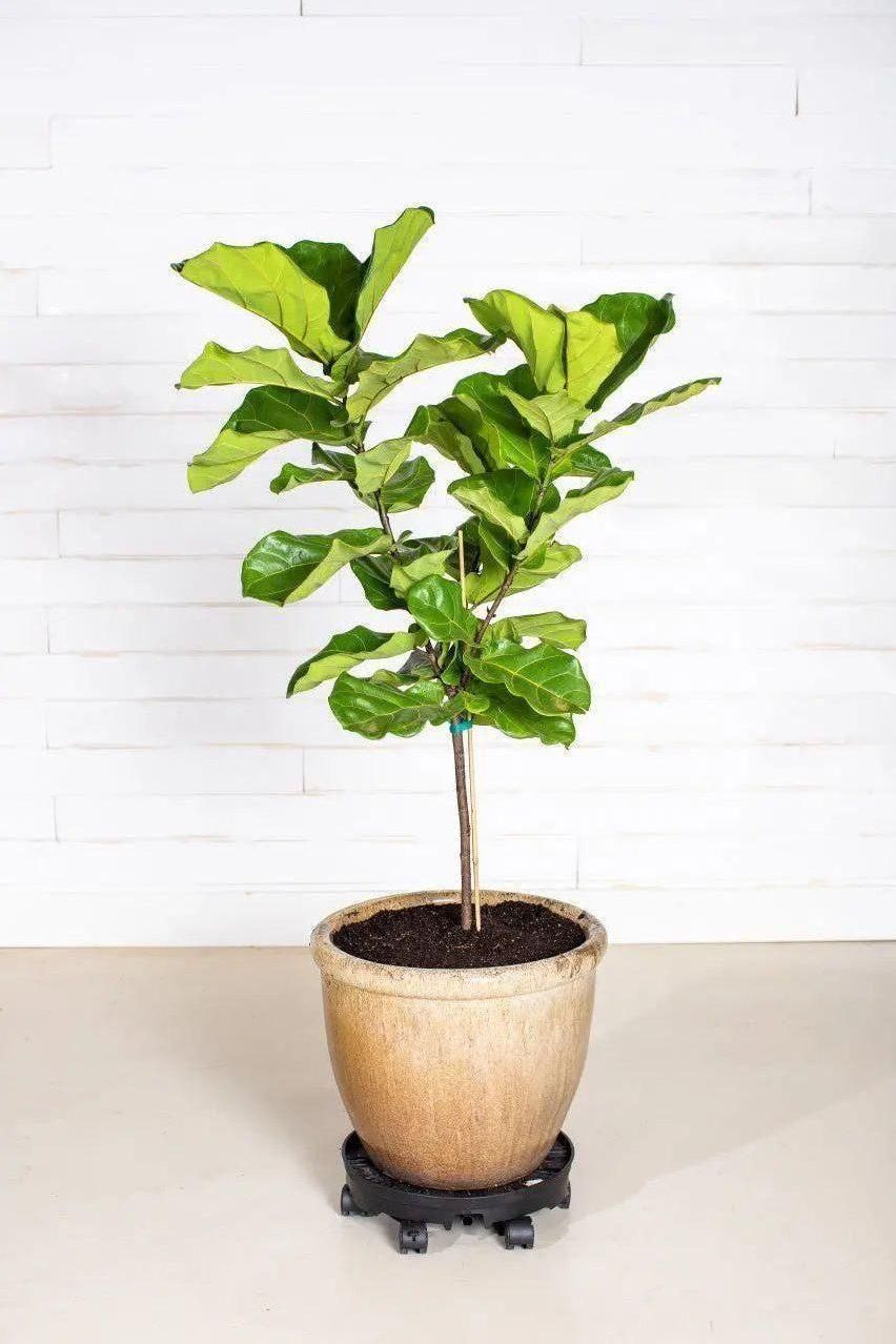 GreenStalk Garden Ultimate Spinner With Wheel Kit - Team Grow