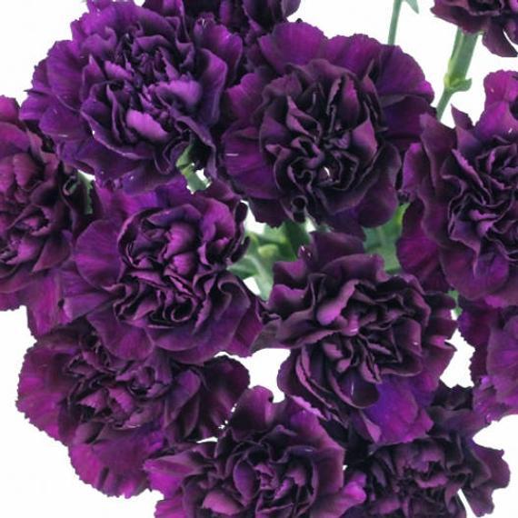 Grenadin King of Blacks Carnation - Team Grow