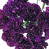 Grenadin King of Blacks Carnation - Team Grow