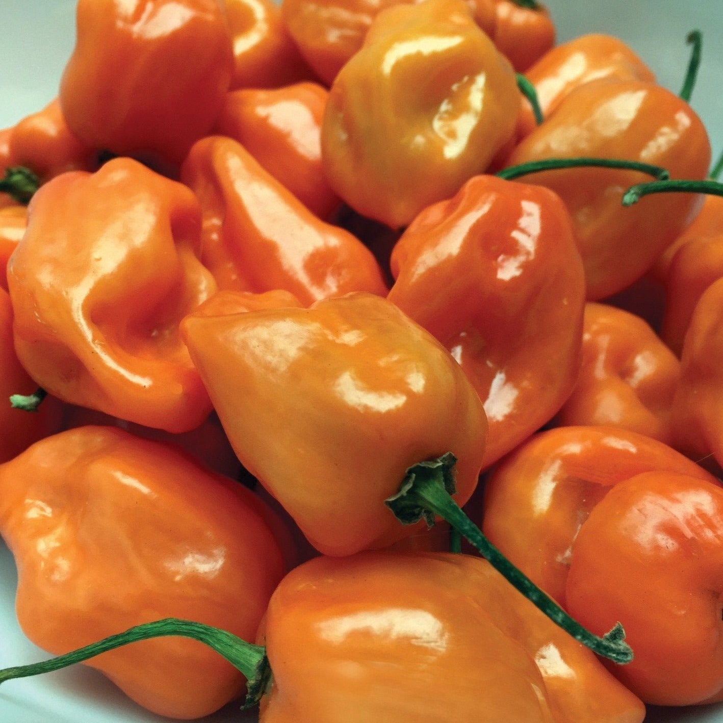 Habanero Orange Pepper - Team Grow