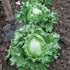 Hanson Improved Crisphead Lettuce - Team Grow