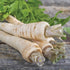 Harris Model Parsnip - Team Grow