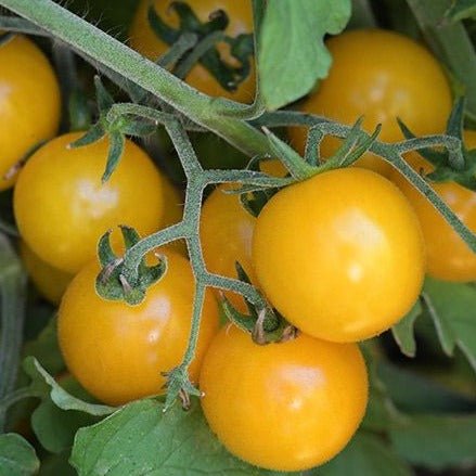 Hartman's Yellow Gooseberry Tomato - Team Grow