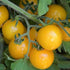 Hartman's Yellow Gooseberry Tomato - Team Grow