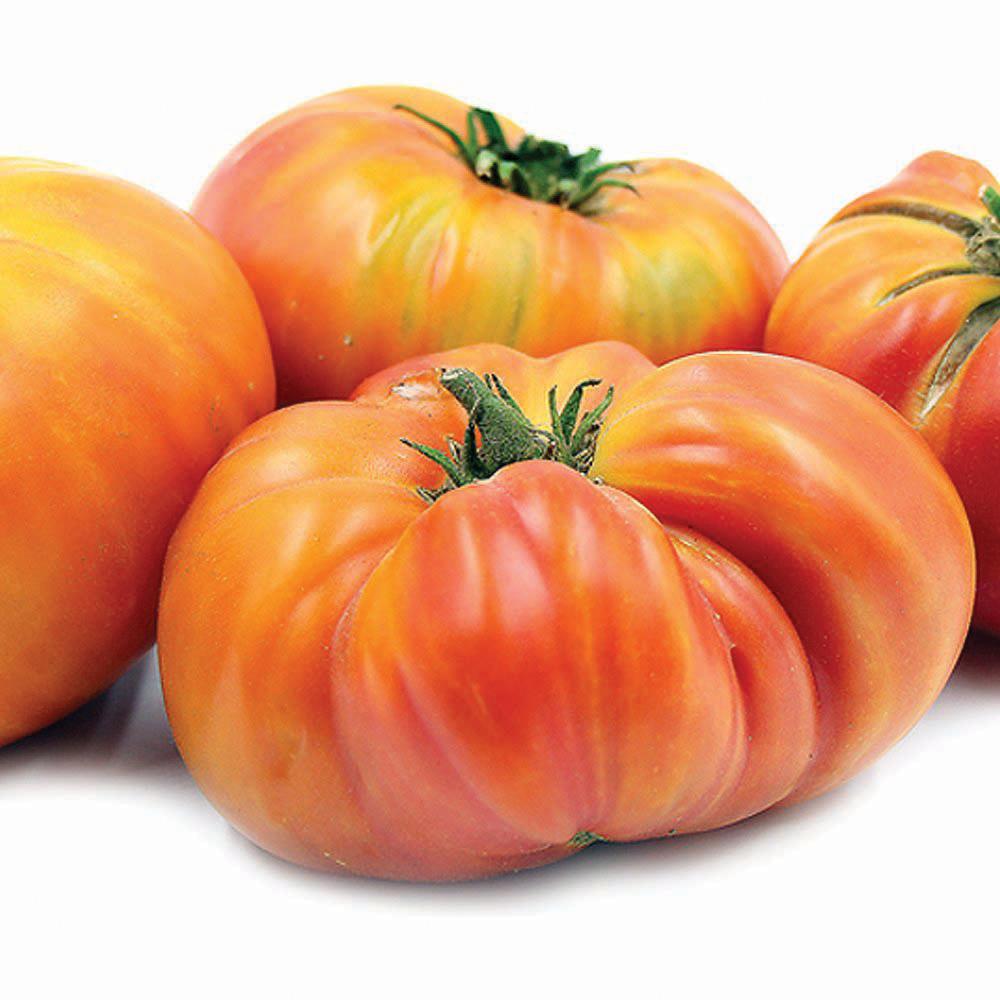 Hillbilly Tomato - Team Grow