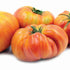 Hillbilly Tomato - Team Grow
