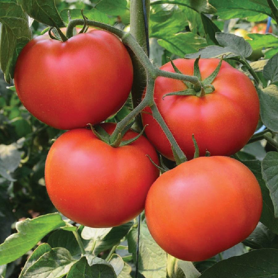 Homestead Tomato - Team Grow